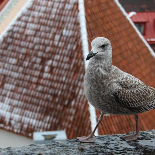 Photo #4034937
