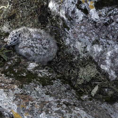 Photo #4035096