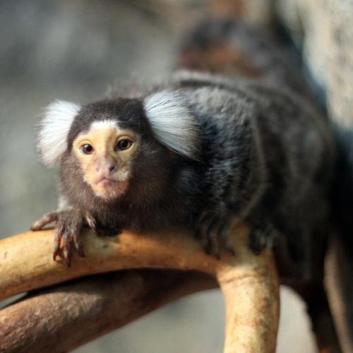 Photo #4036108