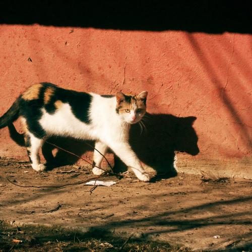 Photo #4036138