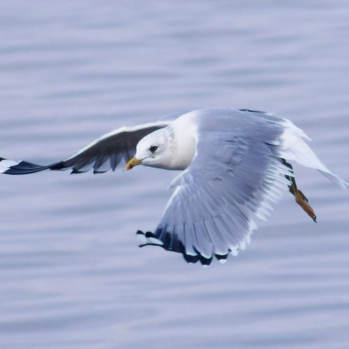 Photo #4036199