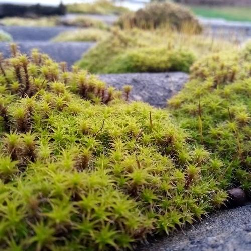 Photo #4036330