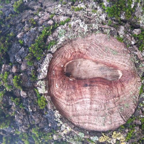 Photo #4036332