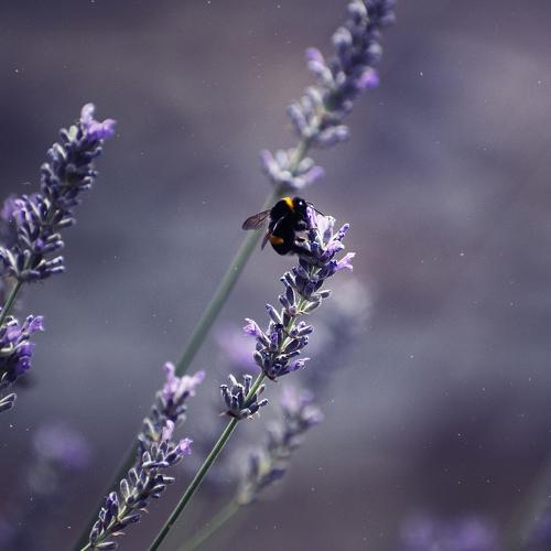 Photo #4036478