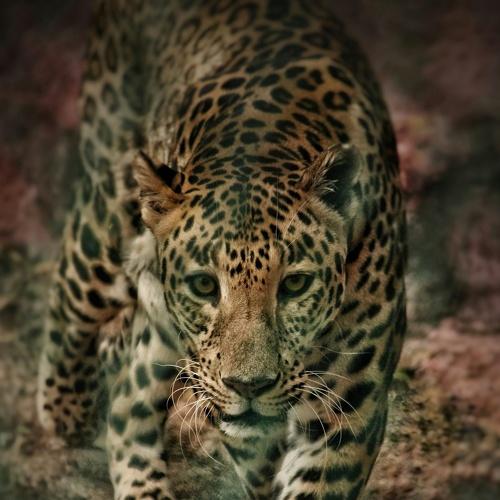 Photo #4039418