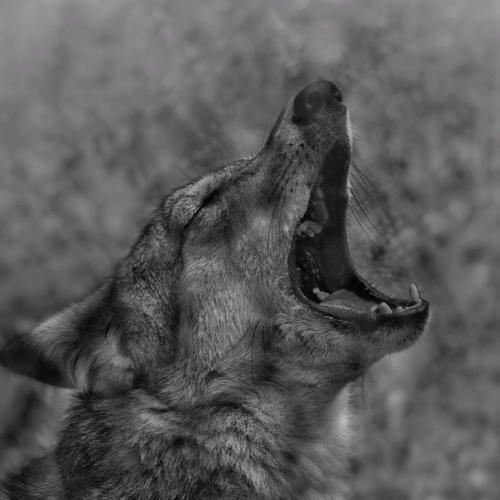 Screaming of wild Indian wolf