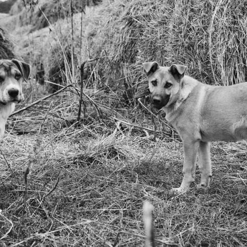 Photo #4043992
