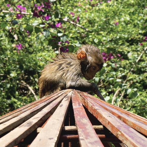 Photo #4044234