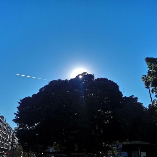 Sun tree and a plane