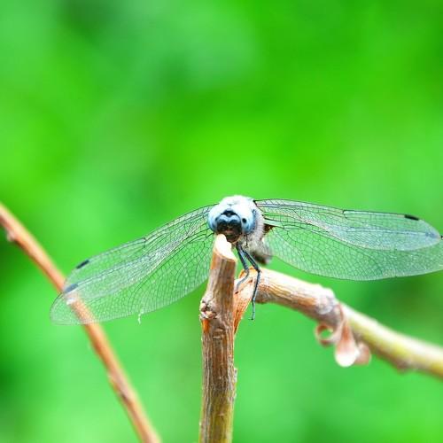 Photo #4048455