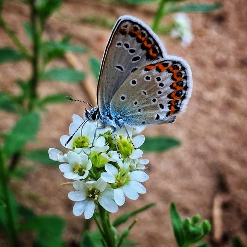 Photo #4051104