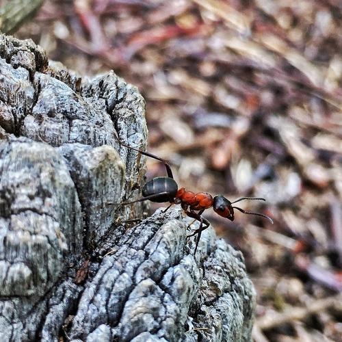 Photo #4051111