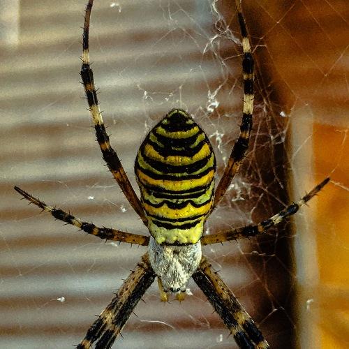 Photo #4051115