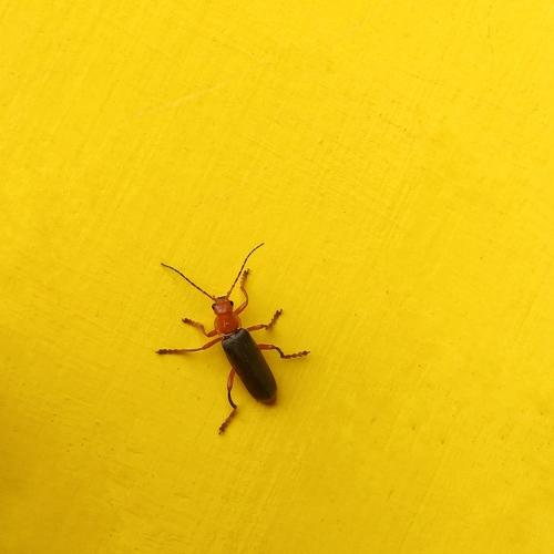 Photo #4051155