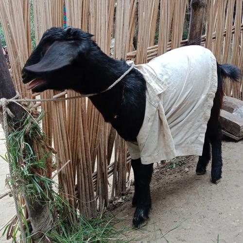 Photo #4051973