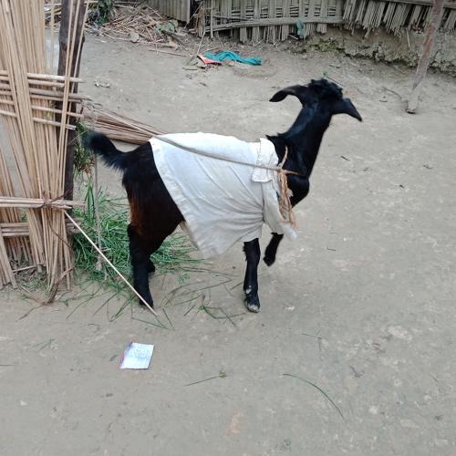 Photo #4051974