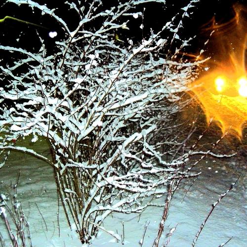 Photo #4056518