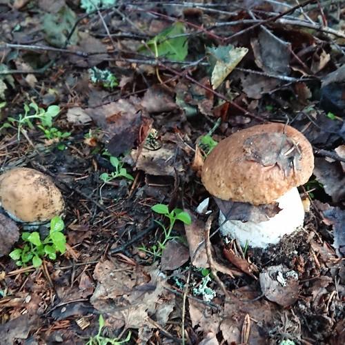Photo #4058303