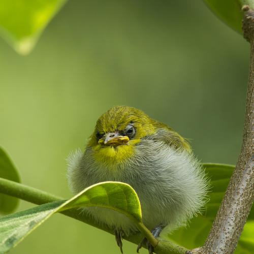 Angry Bird