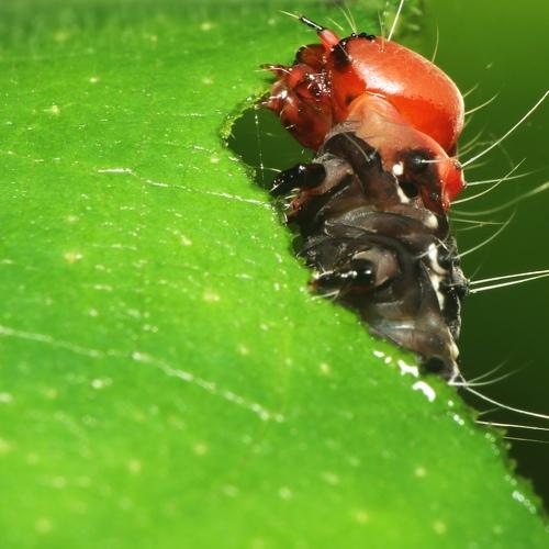 Photo #4058341