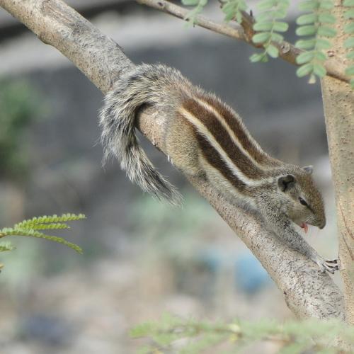 Chipmunk