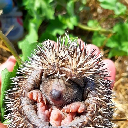 Photo #4061904
