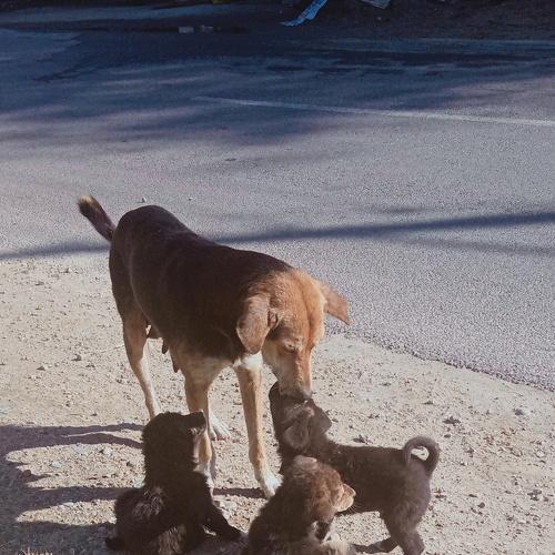 Mother's love..