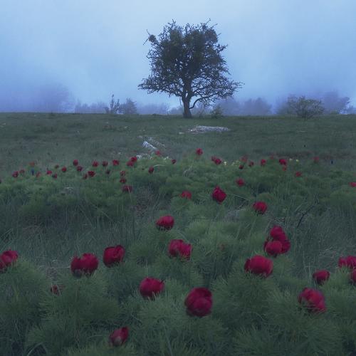 Photo #4063048