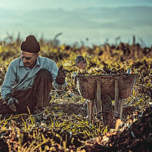 the farmer