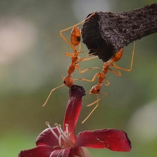 Photo #4065339