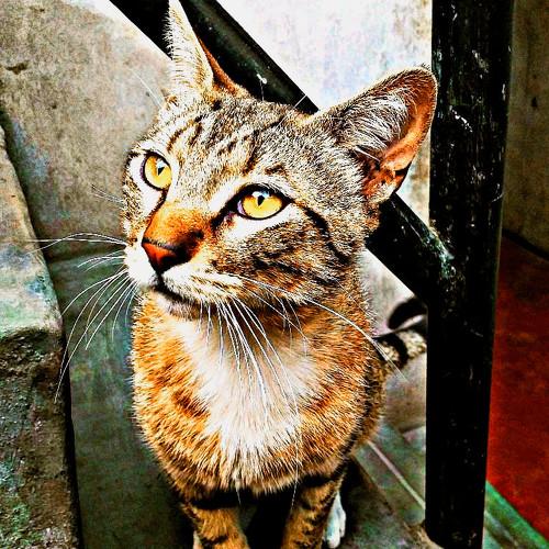 Photo #4065368