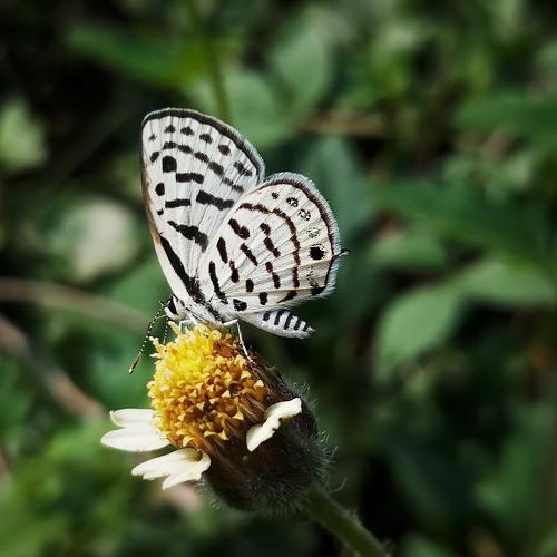 Butter-Fly
