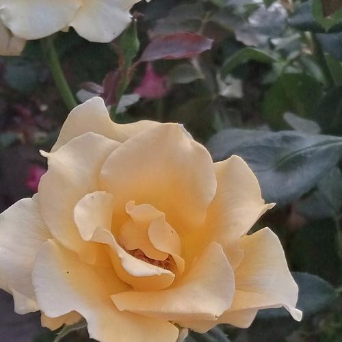 Photo #4066566