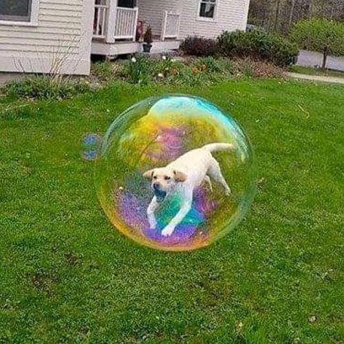 Photo #4066983