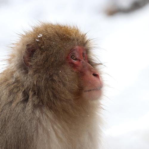Photo #4067483