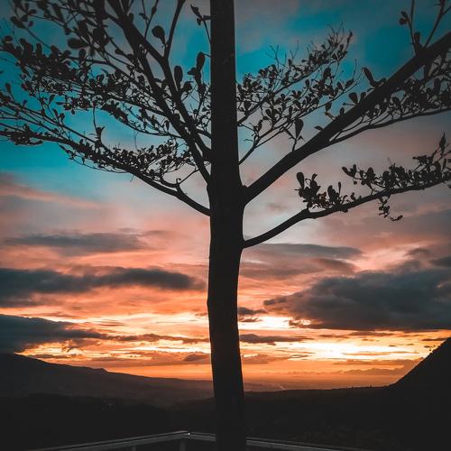 Tree of life.