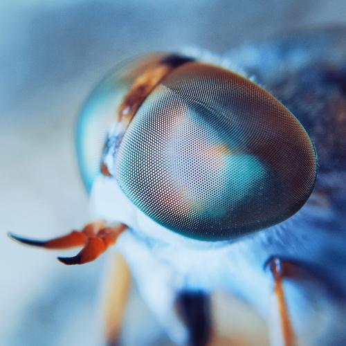 The left eye