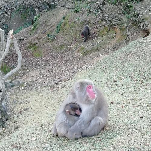 Photo #4069613