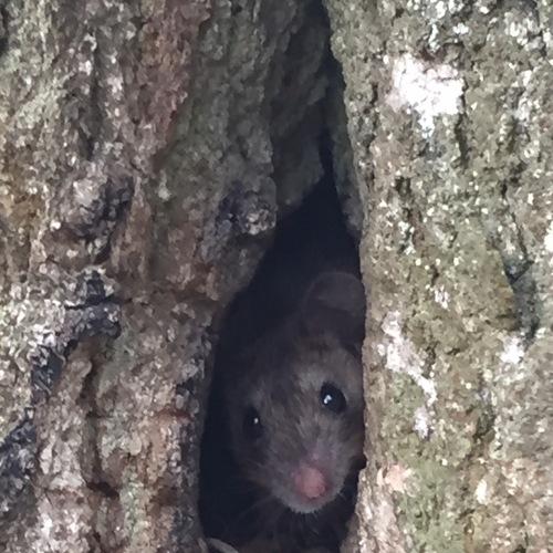 Photo #4069803