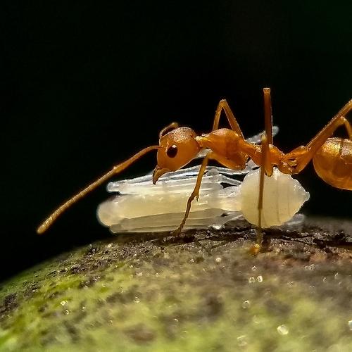 Life cycle of weaver ant