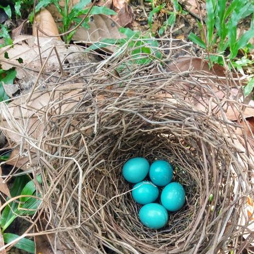 Photo #4071803