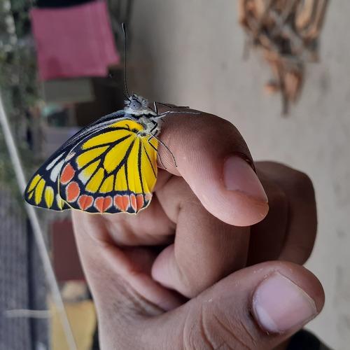 Photo #4072850