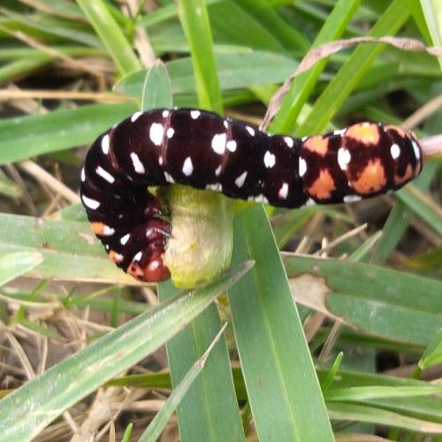 Photo #4072862