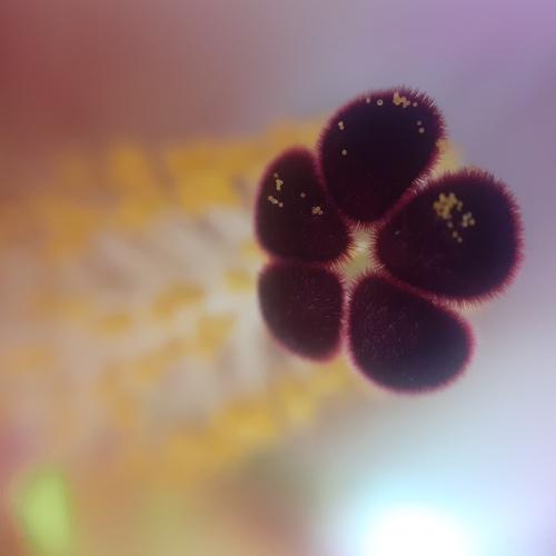 Photo #4072910