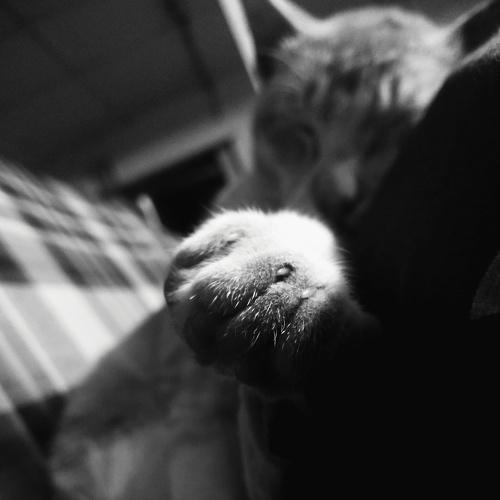 Photo #4072940