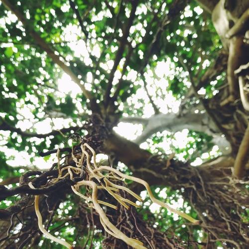 Under the Banyan Tree!