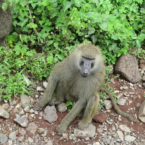 Photo #4073604