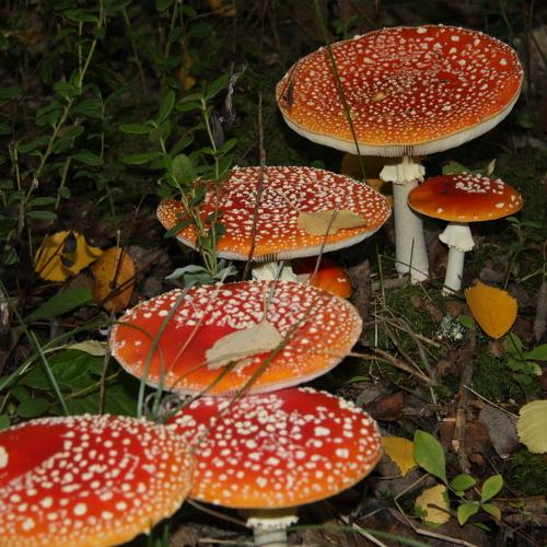 Photo #4073809