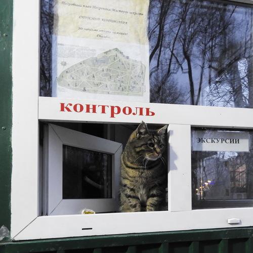 Photo #4074089
