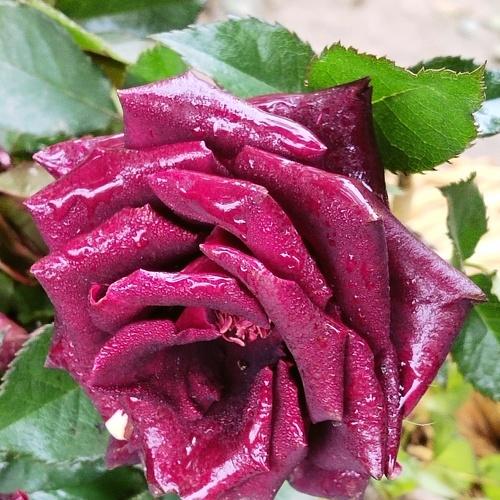 Photo #4074915